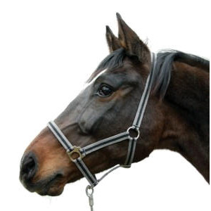 HIPPO HALSTER GRIJS/ZWART-00 - VEULEN/MINI SHETLAND HIPPO HALSTER GRIJS/ZWART-00 - VEULEN/MINI SHETLAND