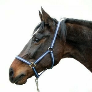 HIPPO HALSTER BLAUW-2 - COB HIPPO HALSTER BLAUW-2 - COB