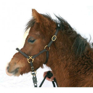 VEULENHALSTER LEER, BRUIN